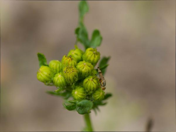 Gebandeerde kruiskruidboorvlieg (Sphenella marginata)